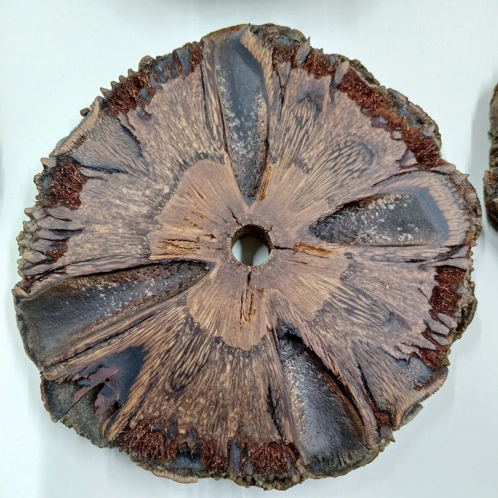 COASTERS Banksia‎ Pod Set of 6 Brown